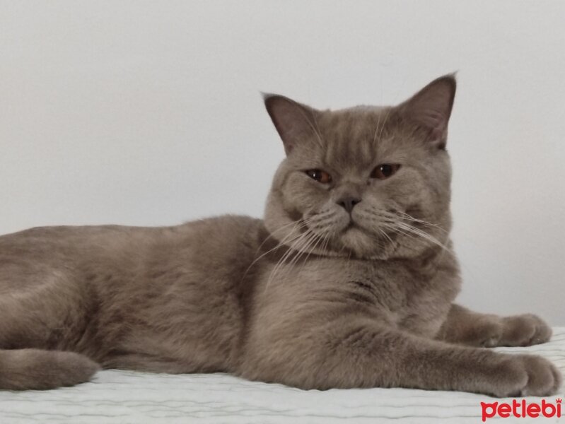 British Shorthair, Kedi  Duman fotoğrafı