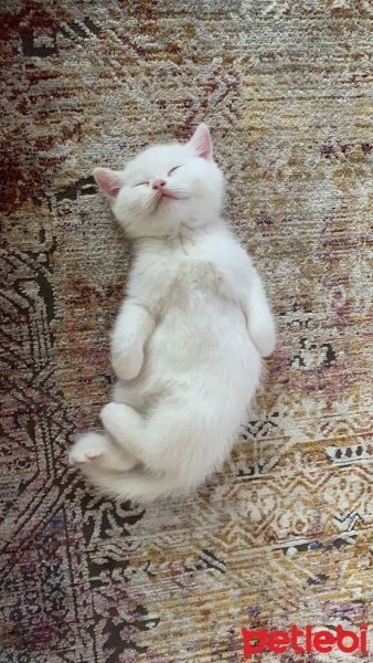 British Shorthair, Kedi  Bulut fotoğrafı