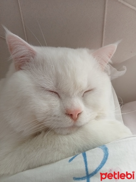 British Shorthair, Kedi  Bulut fotoğrafı