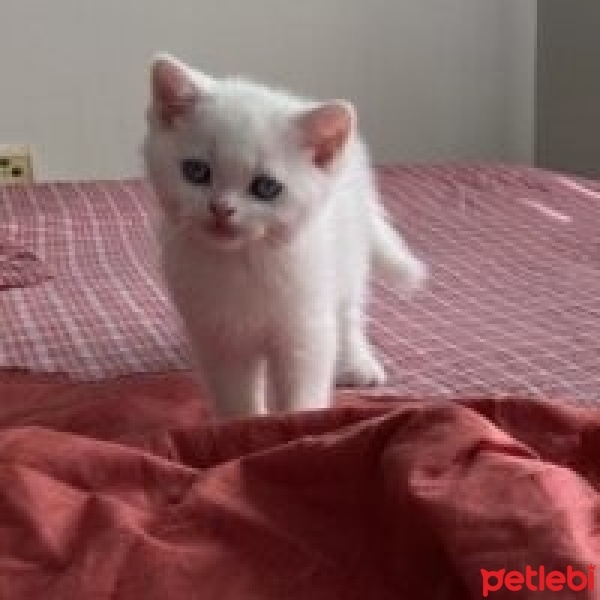 British Shorthair, Kedi  Bulut fotoğrafı