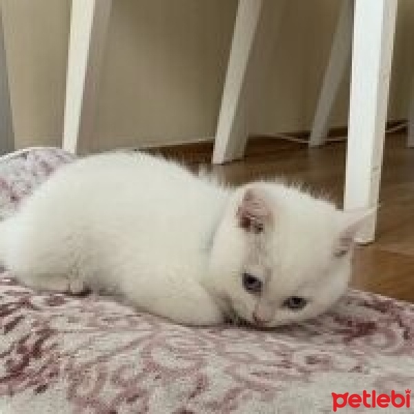 British Shorthair, Kedi  Bulut fotoğrafı
