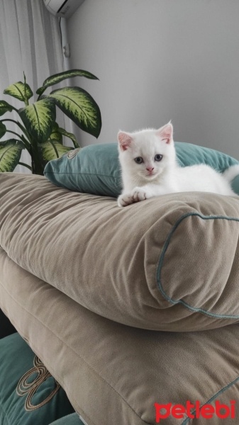 British Shorthair, Kedi  Bulut fotoğrafı