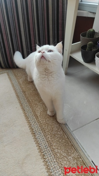 British Shorthair, Kedi  Bulut fotoğrafı