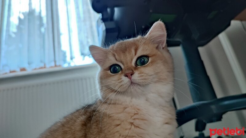 British Shorthair, Kedi  Caitlyn fotoğrafı