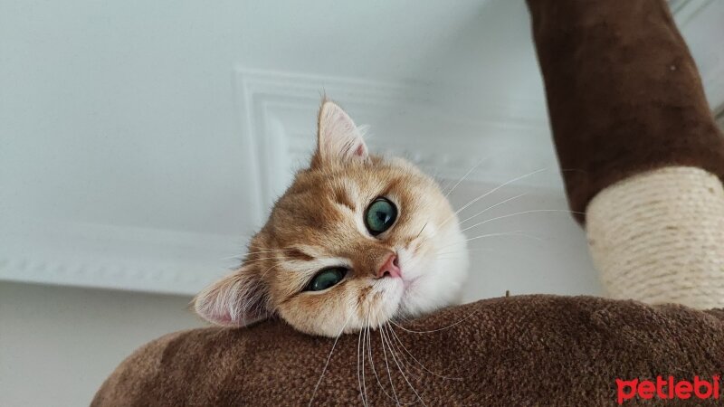 British Shorthair, Kedi  Caitlyn fotoğrafı