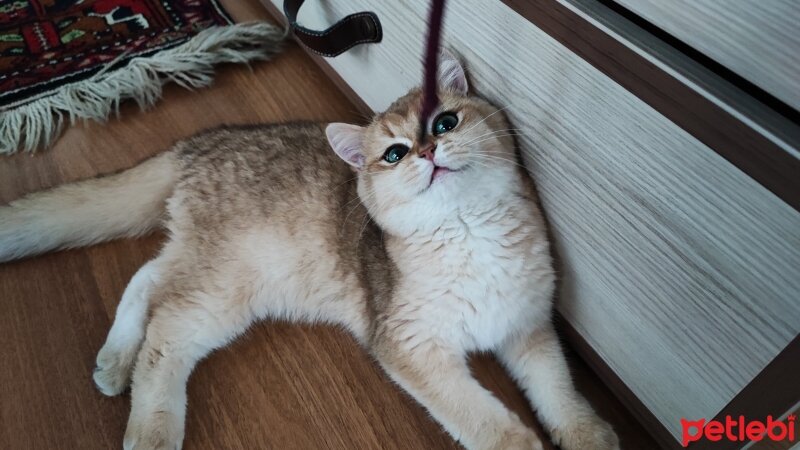 British Shorthair, Kedi  Caitlyn fotoğrafı