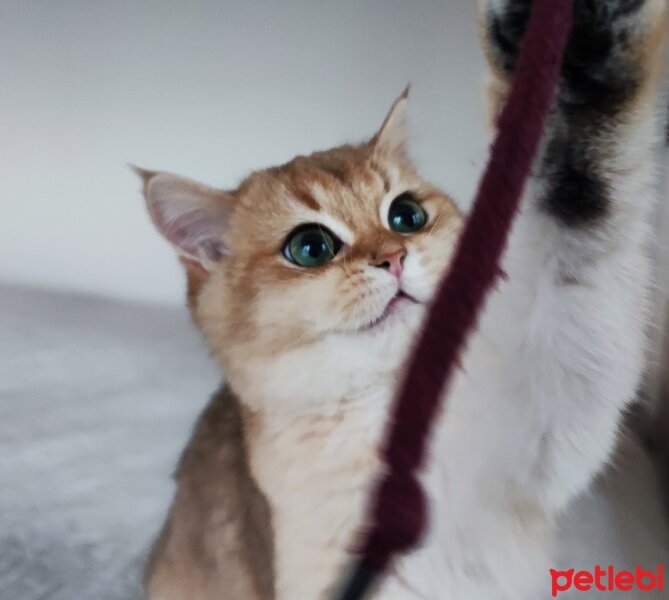 British Shorthair, Kedi  Caitlyn fotoğrafı