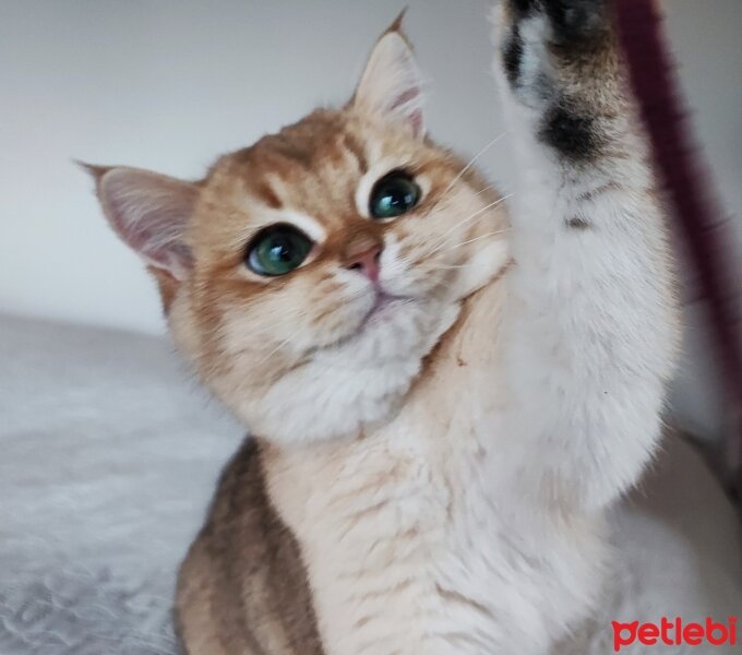 British Shorthair, Kedi  Caitlyn fotoğrafı