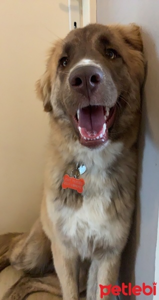 Sokö (Sokak Köpeği), Köpek  Hypatia fotoğrafı