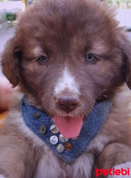 Sokö (Sokak Köpeği), Köpek  Hypatia fotoğrafı