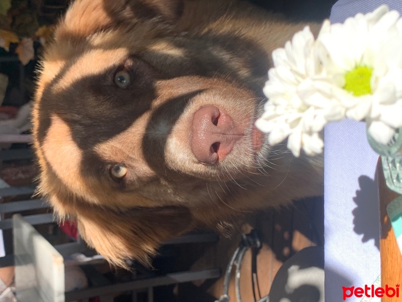 Sokö (Sokak Köpeği), Köpek  Hypatia fotoğrafı