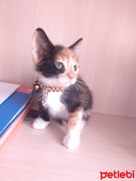 American Wirehair, Kedi  Yanık fotoğrafı