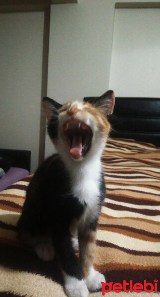 American Wirehair, Kedi  Yanık fotoğrafı