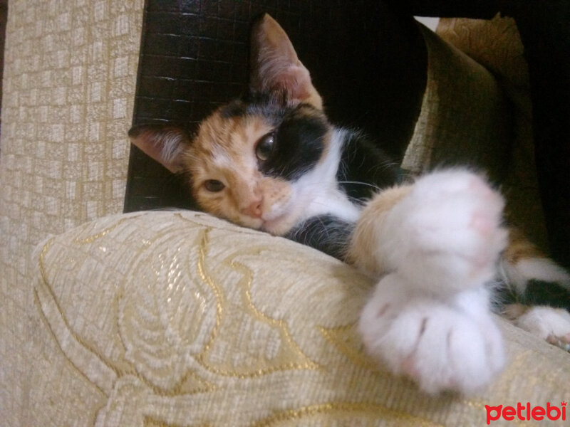 American Wirehair, Kedi  Yanık fotoğrafı