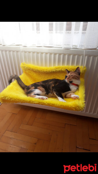 American Wirehair, Kedi  Yanık fotoğrafı