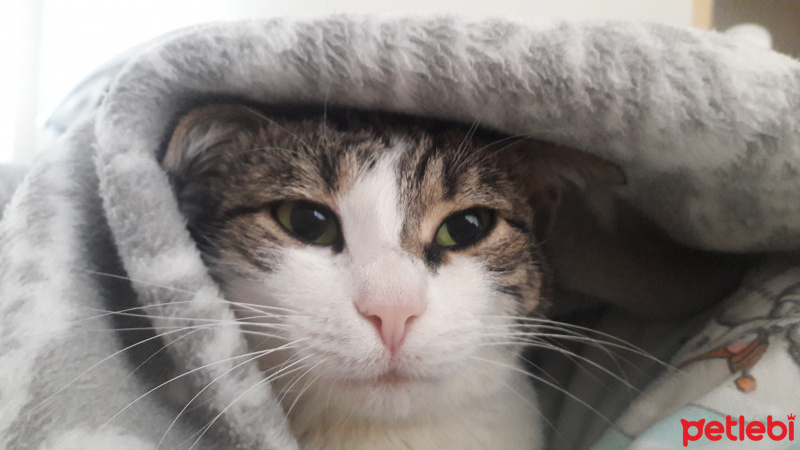 Tekir Kedi, Kedi  Pakoş fotoğrafı