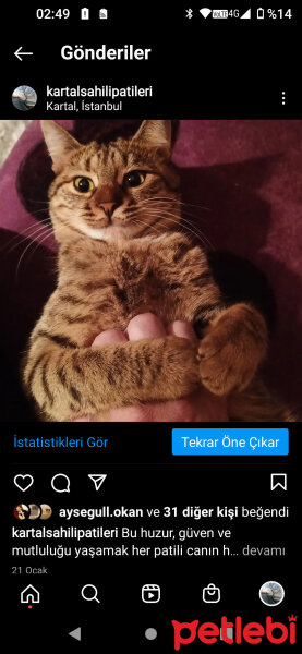 Tekir Kedi, Kedi  Çakıl fotoğrafı