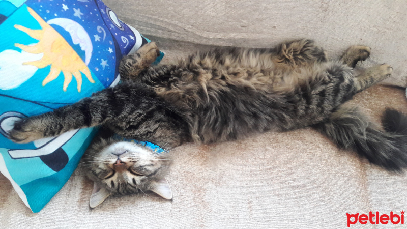 Norwegian Forest, Kedi  Diego fotoğrafı