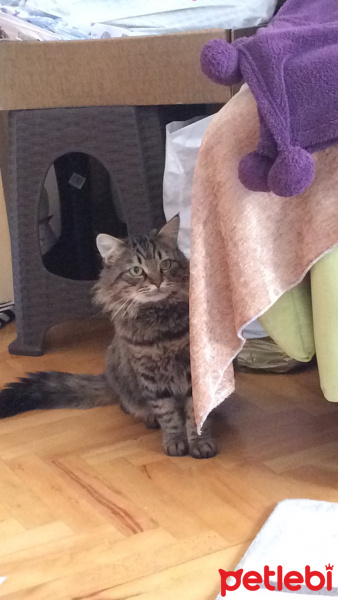 Norwegian Forest, Kedi  Diego fotoğrafı