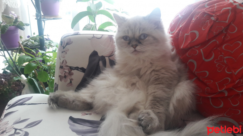 İran Kedisi (Persian), Kedi  Ece fotoğrafı