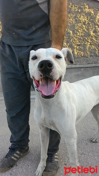 Dogo Arjantin, Köpek  CASPER fotoğrafı