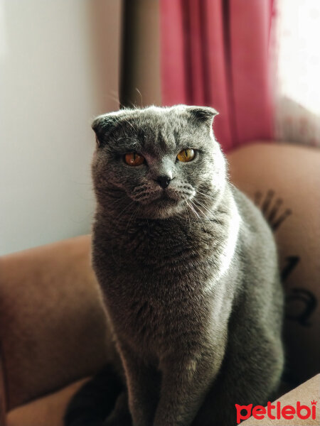 Scottish Fold, Kedi  PAMİR fotoğrafı