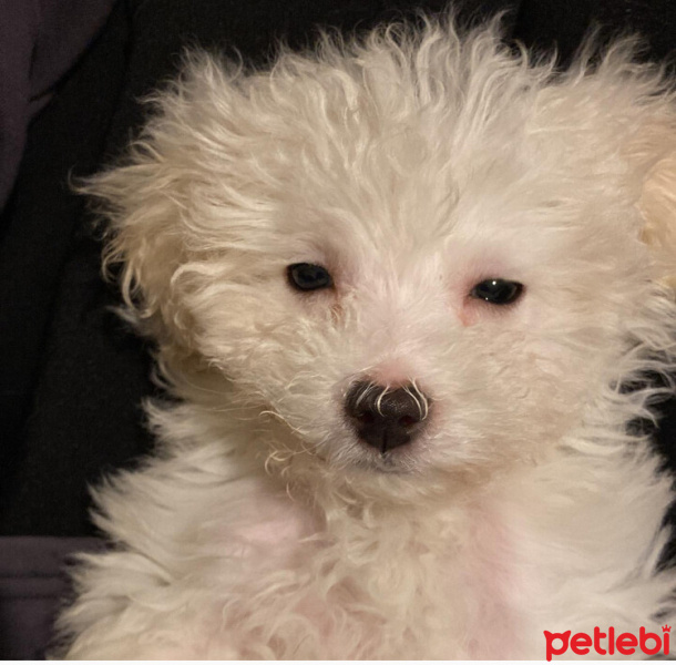 Maltese, Köpek  İnci, İnstagram; @inciyenilmez fotoğrafı