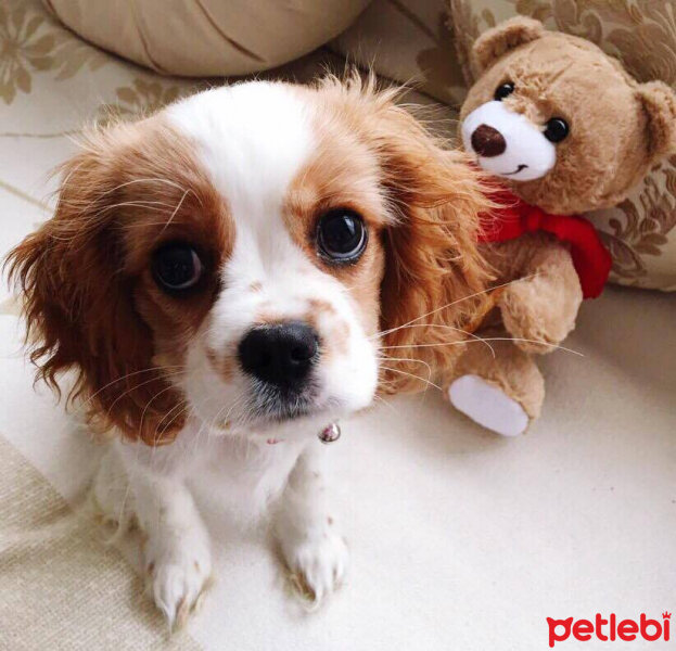 King Charles Spaniel, Köpek  MASAL fotoğrafı