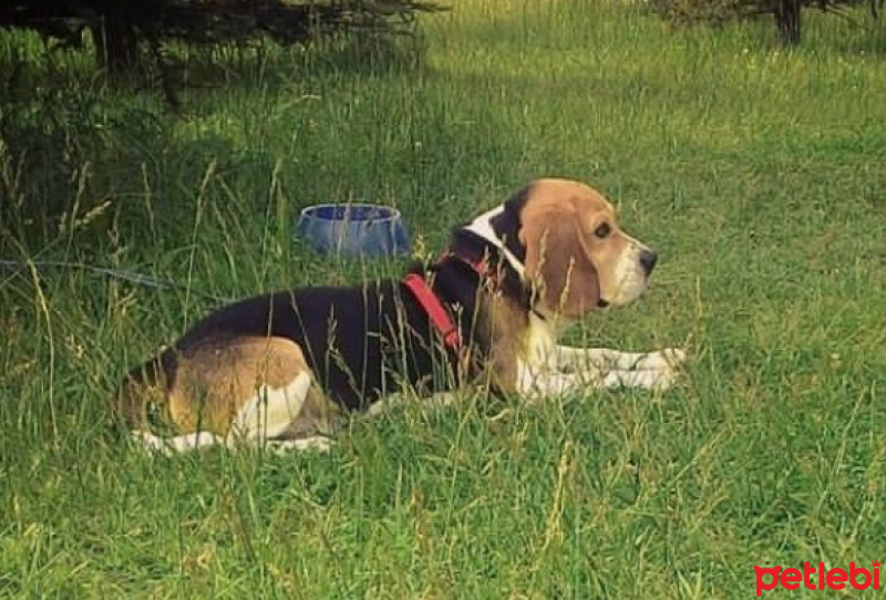 Beagle, Köpek  Paşa fotoğrafı