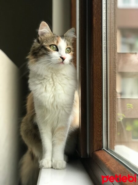 Norwegian Forest, Kedi  Sakız fotoğrafı