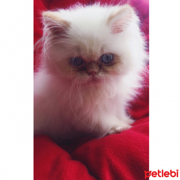 İran Kedisi (Persian), Kedi  Quaresma fotoğrafı