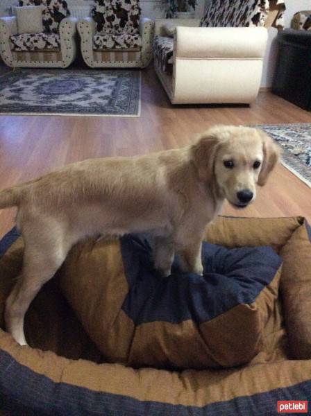 Golden Retriever, Köpek  Maço fotoğrafı