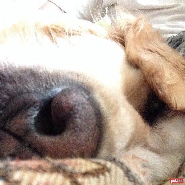 Golden Retriever, Köpek  sarı fotoğrafı