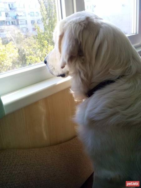 Golden Retriever, Köpek  sarı fotoğrafı