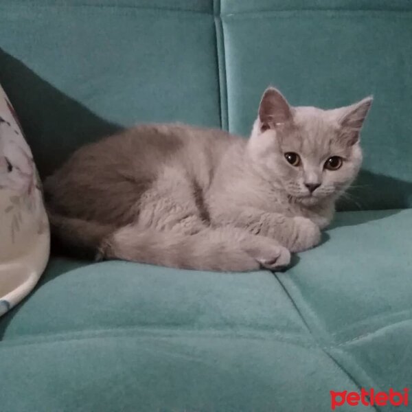 British Shorthair, Kedi  Mila fotoğrafı