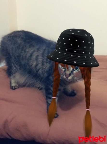 Norwegian Forest, Kedi  Turşu fotoğrafı