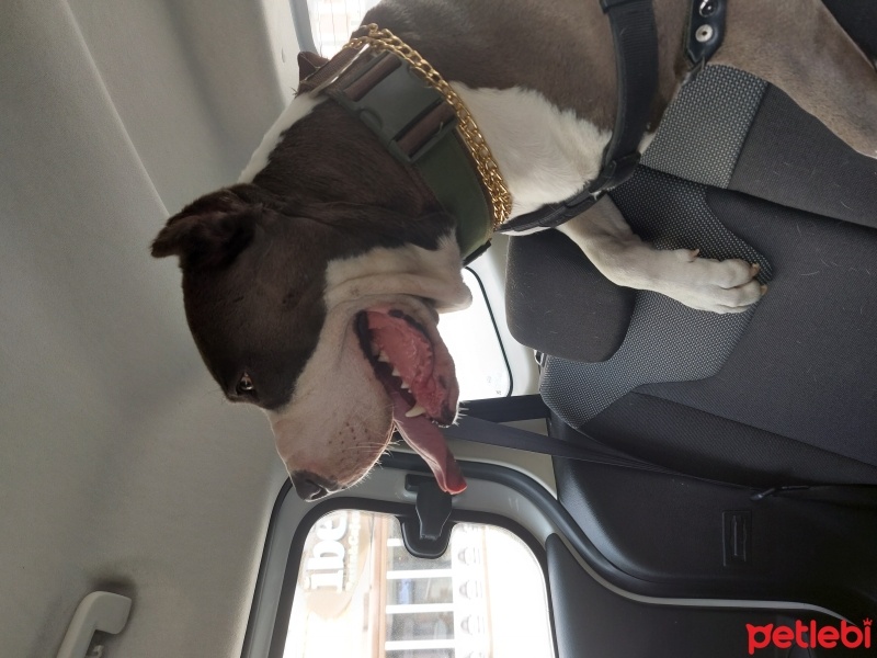 Amerikan Staffordshire Terrier, Köpek  Paşa fotoğrafı