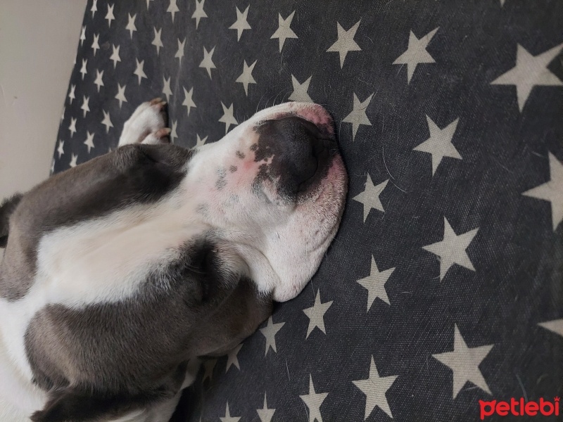 Amerikan Staffordshire Terrier, Köpek  Paşa fotoğrafı