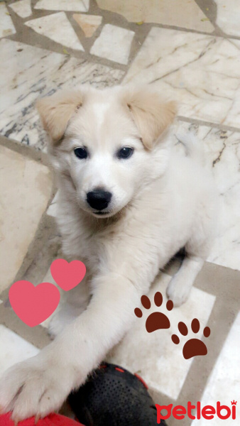 Labrador Retriever, Köpek  Mişa fotoğrafı
