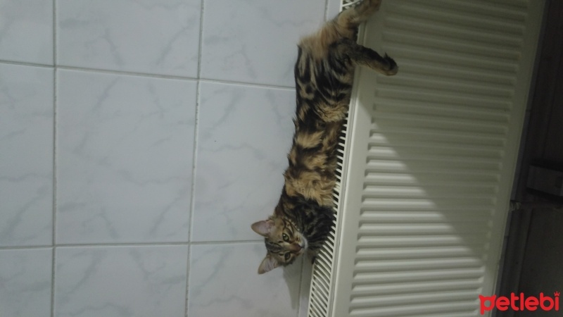 Tekir Kedi, Kedi  Sufle fotoğrafı