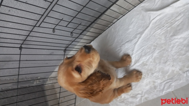 İngiliz Cocker Spaniel, Köpek  Leyd fotoğrafı