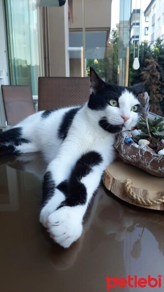 Tuxedo (Smokin) Kedi, Kedi  Uzay fotoğrafı