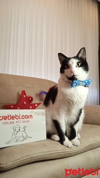 Tuxedo (Smokin) Kedi, Kedi  Uzay fotoğrafı