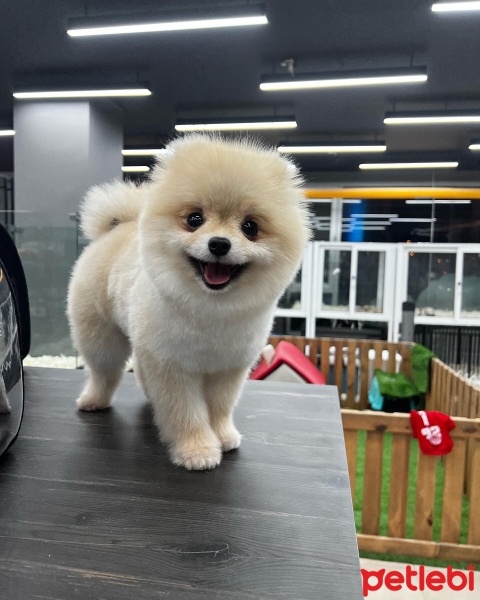 Pomeranyalı, Köpek  LUCKY fotoğrafı