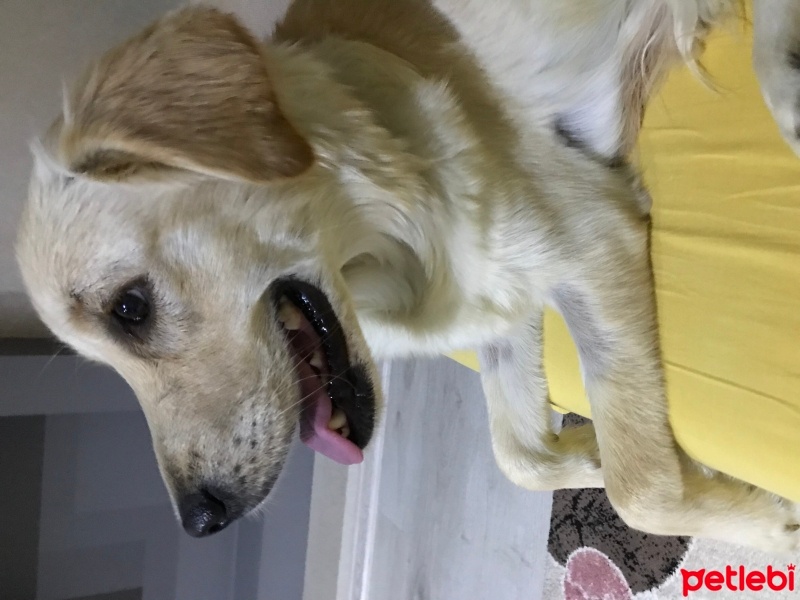 Golden Retriever, Köpek  Cici fotoğrafı