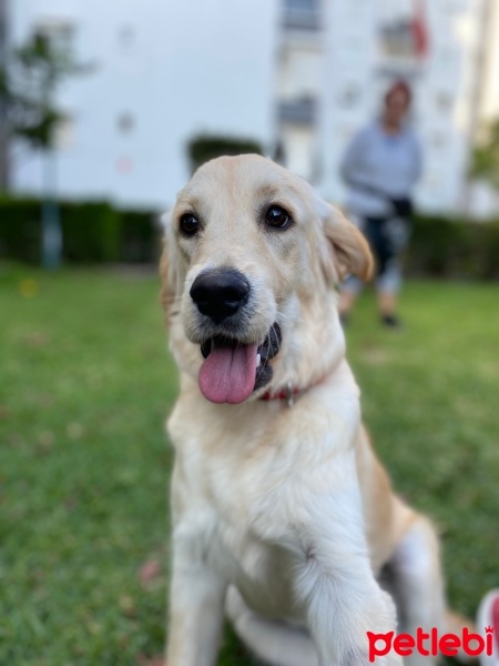Golden Retriever, Köpek  Cici fotoğrafı