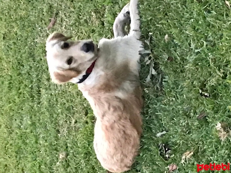 Golden Retriever, Köpek  Cici fotoğrafı