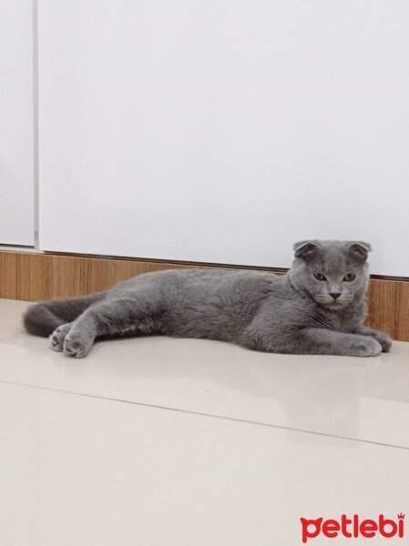 Scottish Fold, Kedi  Duman fotoğrafı