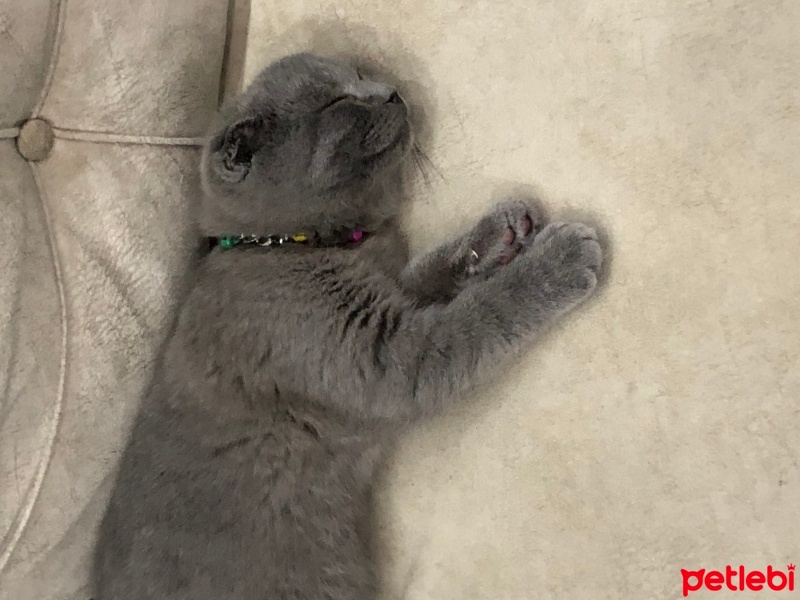 Scottish Fold, Kedi  SURGE fotoğrafı