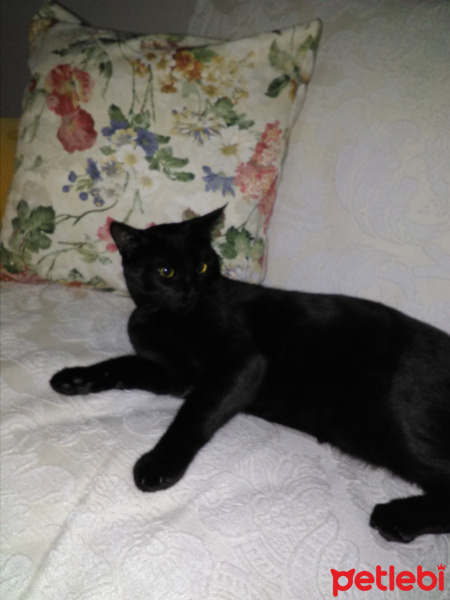 Abyssinian, Kedi  Zeytin  fotoğrafı